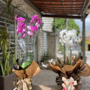 Orquídea plantada e decorada
